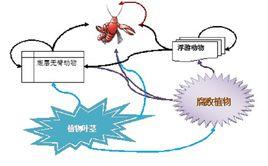 腐食食物鏈 腐食食物鏈