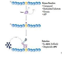 底物磷酸化 底物磷酸化