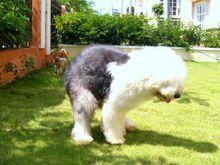 英國古代牧羊犬