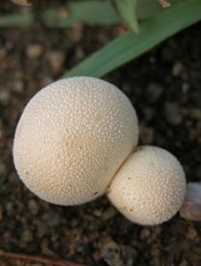 冬季馬勃 冬季馬勃