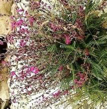 岩黃耆族 岩黃耆族