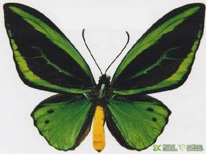 綠鳥翼蝶 綠鳥翼蝶