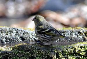 雲雀南歐亞種 雲雀南歐亞種
