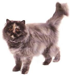 暗藍灰色乳白色貓 暗藍灰色乳白色貓