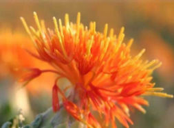 粉嫩私護凝膠 粉嫩私護凝膠