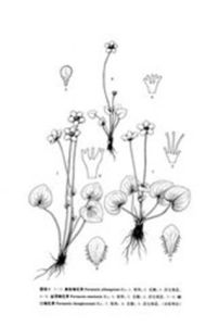 城口薹草 城口薹草