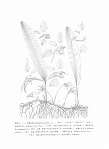 赤唇石豆蘭 赤唇石豆蘭