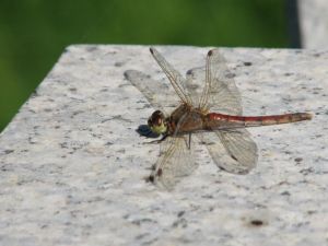 大陸秋赤蜻 大陸秋赤蜻