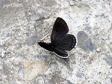 台灣黑燕蝶