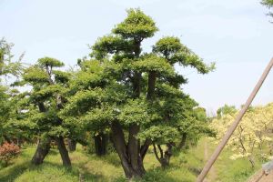 南夢溪 榔榆 千年 古樹