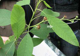 綠柄白鵑梅 綠柄白鵑梅