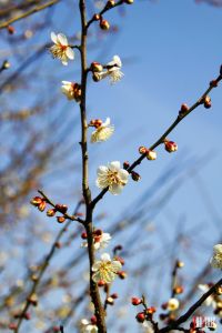 梅花村[廣東廣州下轄村]