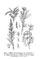 東方野決明 東方野決明