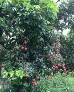 楊屋荔枝 楊屋荔枝