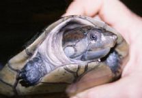 亞馬遜大頭側頸龜 亞馬遜大頭側頸龜