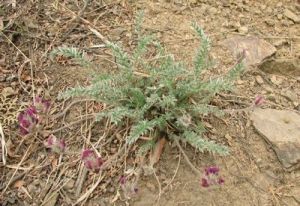 雪地棘豆 雪地棘豆