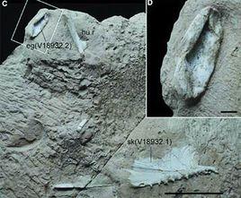天山哈密翼龍 天山哈密翼龍