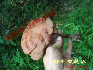 野生赤靈芝