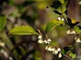 大果毛柃 大果毛柃