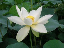 荷花種植 荷花種植