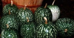 雲南黑籽南瓜 雲南黑籽南瓜