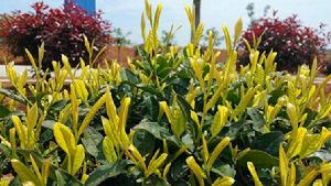 中華茶博園 中華茶博園