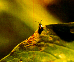 黃狹條跳甲 黃狹條跳甲