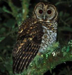 銹斑林鴞 銹斑林鴞