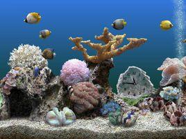 熱帶魚屏保 熱帶魚屏保