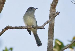 淡腹悲霸鶲 淡腹悲霸鶲