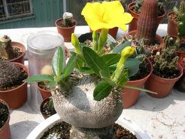 惠比須笑 惠比須笑