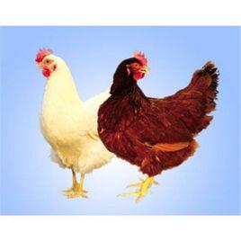 青年雞 青年雞