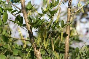 西南木藍 西南木藍