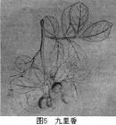 九里香屬 九里香屬