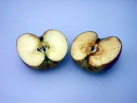 非酶促褐變 非酶促褐變