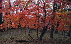 吉林白山原麝國家級自然保護區