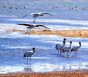大山包黑頸鶴自然保護區