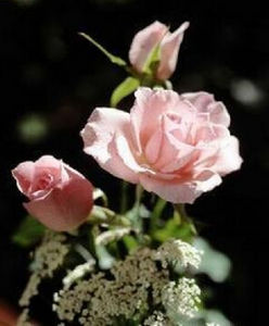 西北薔薇(原變種)