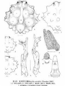 奇異雷百合蟹 奇異雷百合蟹