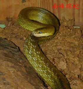 南峰錦蛇 南峰錦蛇