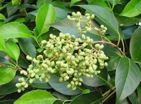 兩廣冬青 兩廣冬青