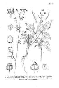 下曲茴芹 下曲茴芹