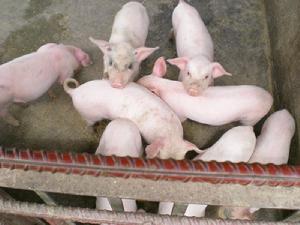 勐乃里寨自然村生豬養殖業