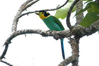 泰國長尾闊嘴鳥