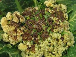 花菜軟腐病 花菜軟腐病