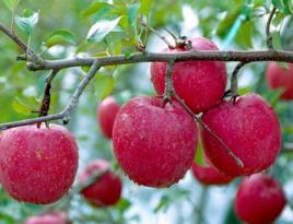 靈寶蘋果 靈寶蘋果