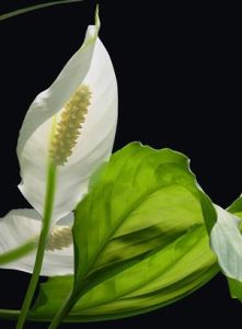 喜陰植物 喜陰植物