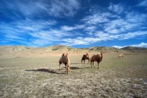 郭勒木德鎮 郭勒木德鎮