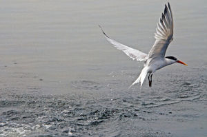 麗色鳳頭燕鷗 麗色鳳頭燕鷗