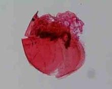 無刺大尾溞 無刺大尾溞